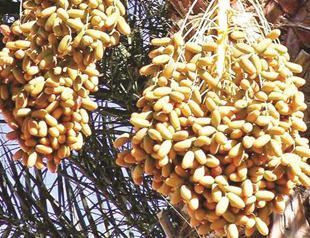 Special and divine Date