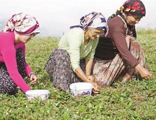 The taste of rare wild strawberries in Düzce