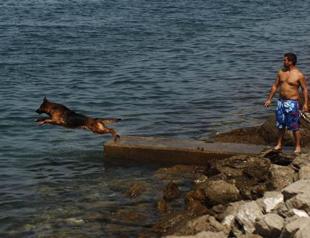 Puppy owner fined in Turkeys Bodrum for letting dog in the sea