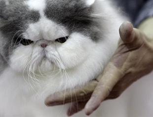 Iran looks to put Persian cat into space