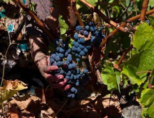 Girl power gripping the grape