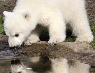 Berlin Zoo wins battle over polar bear Knut
