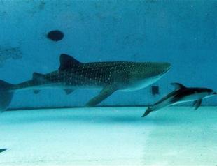 Overfishing of sharks endangers reefs: Australian study