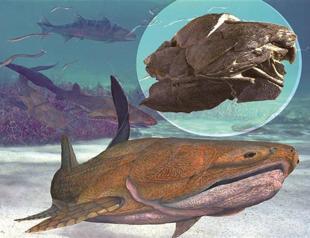 Fossil fish found in China fills in evolutionary picture