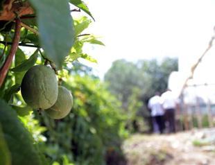 Producers set to introduce homegrown tropical fruits to Turkish markets