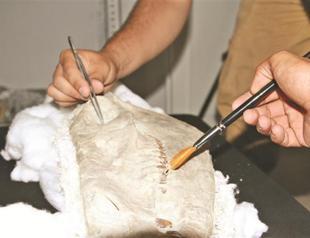 Fossils maintained for museum display