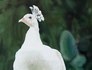 Taner Ceylan solo exhibition opens in New York