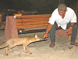 Guard in cemetery good friend with fox in Aegean province