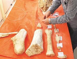 Bones from 5 mln years ago unearthed in Kırşehir