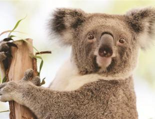 Koalas in danger as temperatures soar