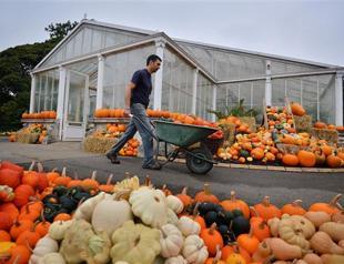 Global food prices decline thanks to good grain harvest: FAO