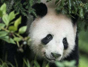 Britains panda may be pregnant, says zoo