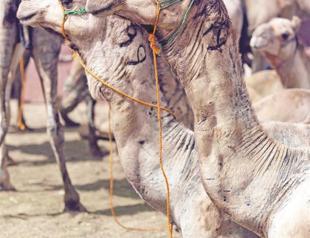 Camels suspect in deadly virus