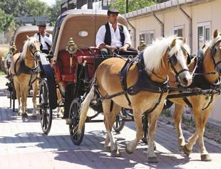 Renewed phaetons very popular among tourists