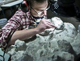 Earliest nervous system found in 520-million-year-old fossil