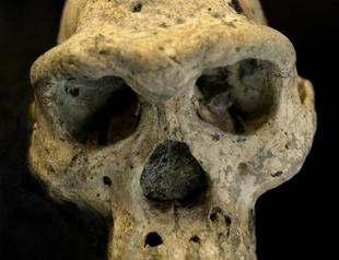 Skull discovery suggests early man was single species