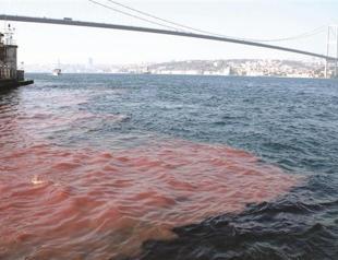 Braised camel hump, anyone