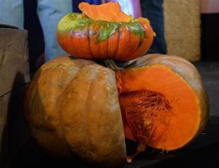 Cinderella’s Cucurbit Cart