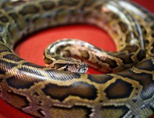 2 boys killed after python escapes store in Canada