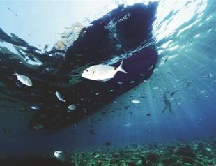 The mysterious beauty of underwater