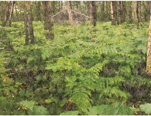 CDA Projects hosts Azade Köker show