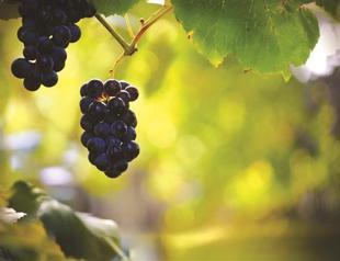 Wine-making halts in Turkeys Tekirdağ due to alcohol ban