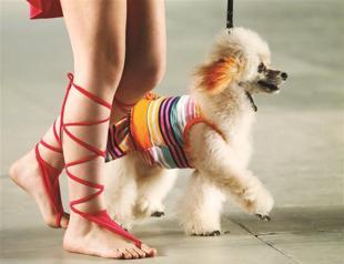 It’s a dog’s high life: French design for pets