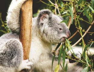 Gold leaf grows on trees: Study