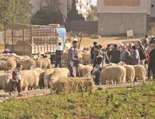 Agriculture Ministry assures to buy unsold animals in Eid