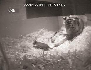 Newborn Sumatran tiger cub found dead in London