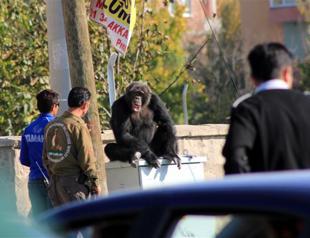 Chimpanzee escapes from Wonderland into Kayseri’s streets, only to surrender to chocolate