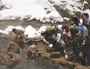 Organized Networks at SALT