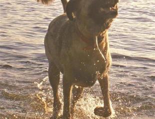 Dogs get cues from tails of other dogs