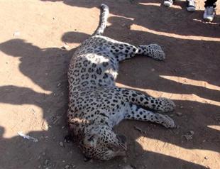 Shepherd kills first Anatolian leopard sighted in Turkey for years