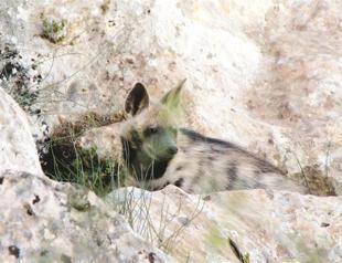 Fatal incident to expedite efforts to save leopards