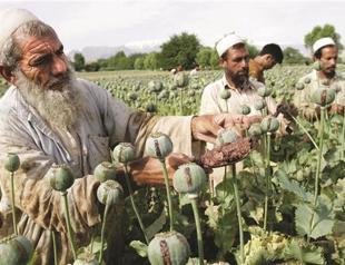Afghan opium crop hits record high ahead of Western withdrawal: UN