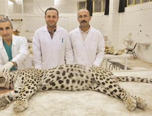 Mystery Anatolian leopard seen, shot before: Forensics