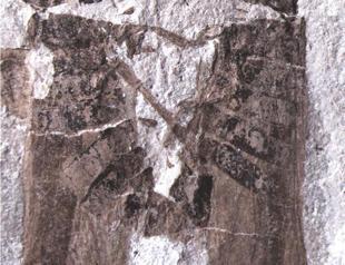 Chinese fossil shows insects caught in the act