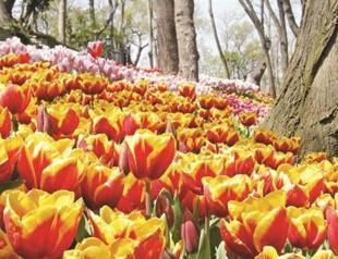 Tulip professionals gather in Istanbul