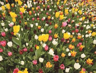 Tulips bloom in Istanbuls parks, gardens