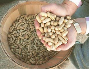 Nuts good for health, study says