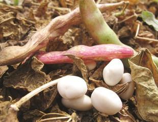 Making flour from white beans in İspir