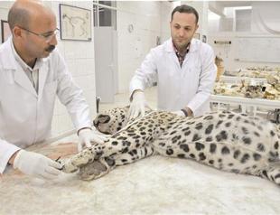 Post-mortem reveals mystery leopard to be Persian