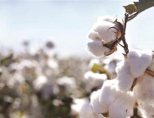 China to begin sales from cotton reserve