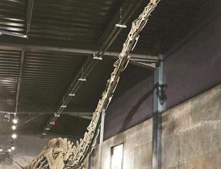 Rare diplodocus dinosaur auctioned