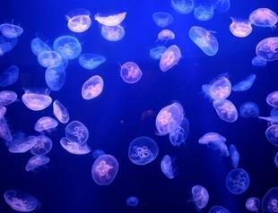 Jellyfish invasion causes Swedish nuclear reactor shutdown