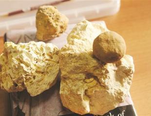 Mardin’s soil unveils rich fossils during excavation