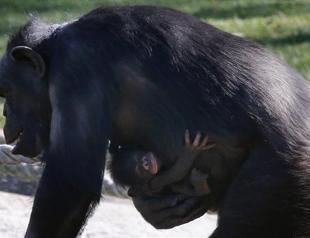 New York lawsuit seeks legal personhood for chimpanzees