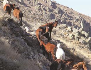Abandoned yılkı horses now symbol of Karadağ