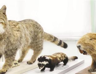 Wildlife and animal museum promotes nature